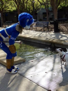 [Ayano Harumaki]&nbsp;&nbsp;Krystal from Star Fox_0592_Ayano_Twitter_ayano_harumaki_845770353507008512_20170326_095220_img1