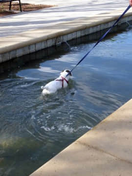 [Ayano Harumaki]&nbsp;&nbsp;Krystal from Star Fox_0593_Ayano_Twitter_ayano_harumaki_845770353507008512_20170326_095220_img2