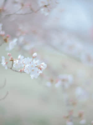 [Ely] Sakura桜 2021_46_24